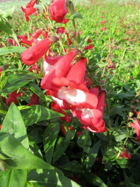 Schildpadbloem (Penstemon rubicunda)