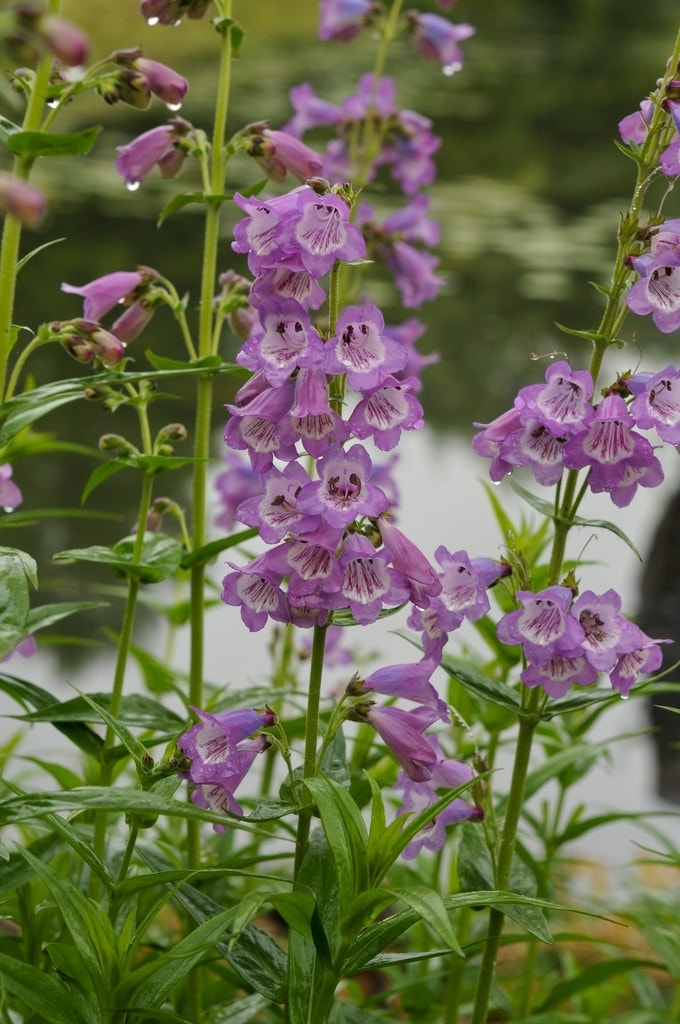 Schildpadbloem (Penstemon 'Sour Grapes')