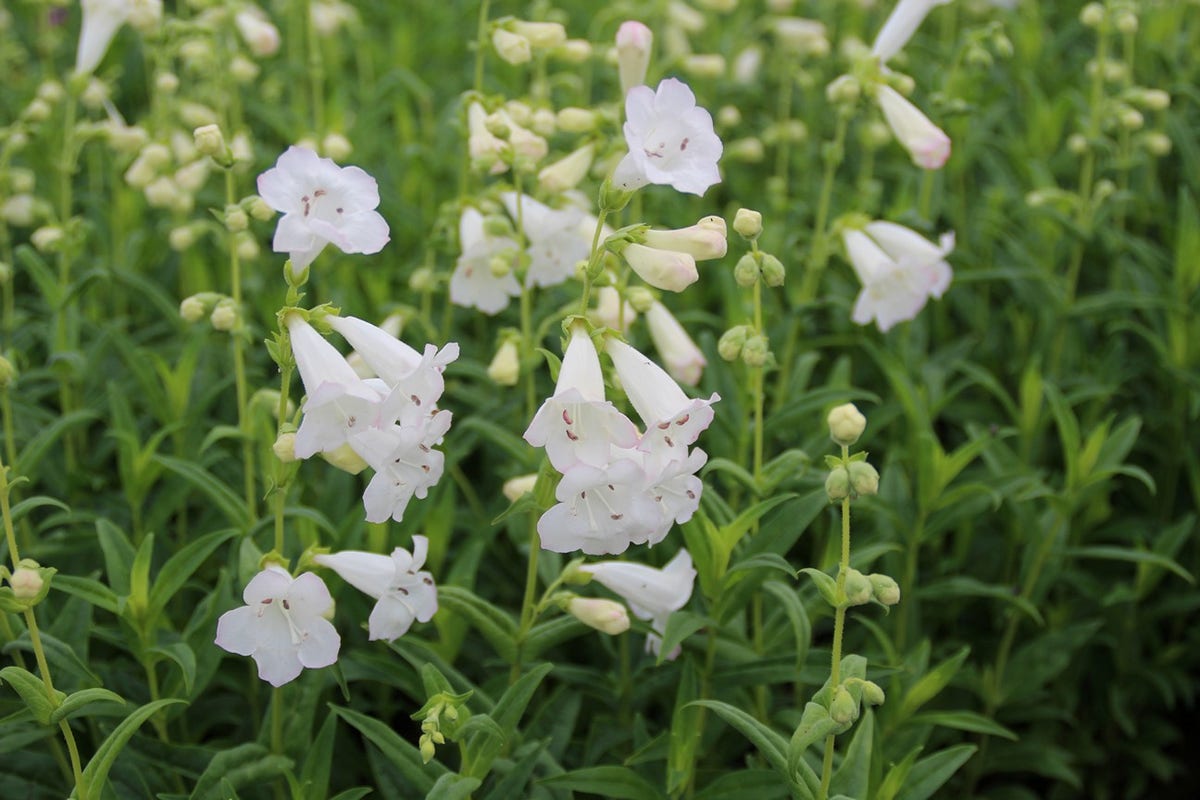 Schildpadbloem (Penstemon 'White Bedder')