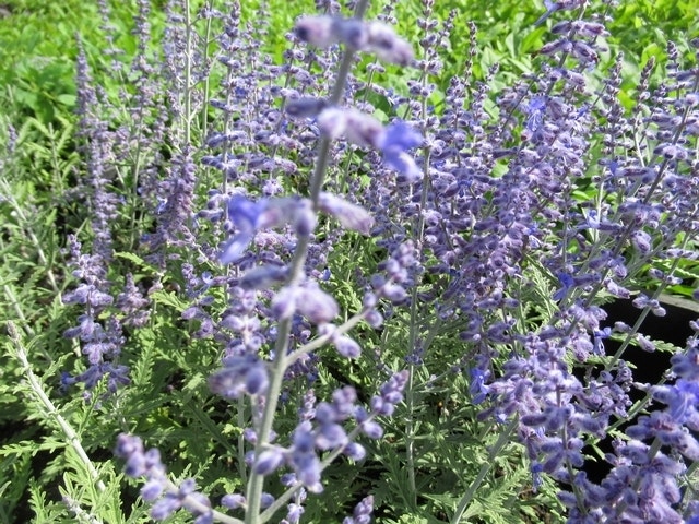 Reuzenlavendel (Perovskia atriplicifolia 'Lacey Blue')