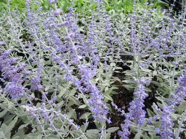 Reuzenlavendel (Perovskia atriplicifolia 'Silvery Blue')