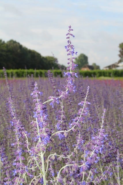 Reuzenlavendel (Perovskia atriplicifolia 'Little Spire')