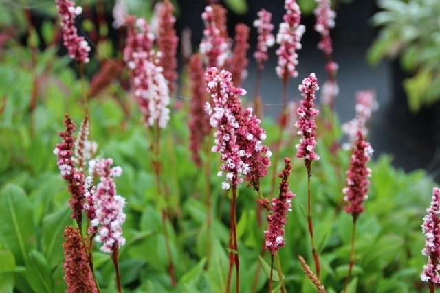 Duizendknoop (Persicaria affinis 'Superba')