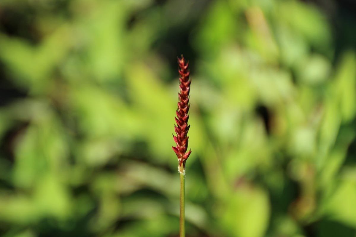 Duizendknoop (Persicaria amplexicaulis 'JS Delgado Macho')