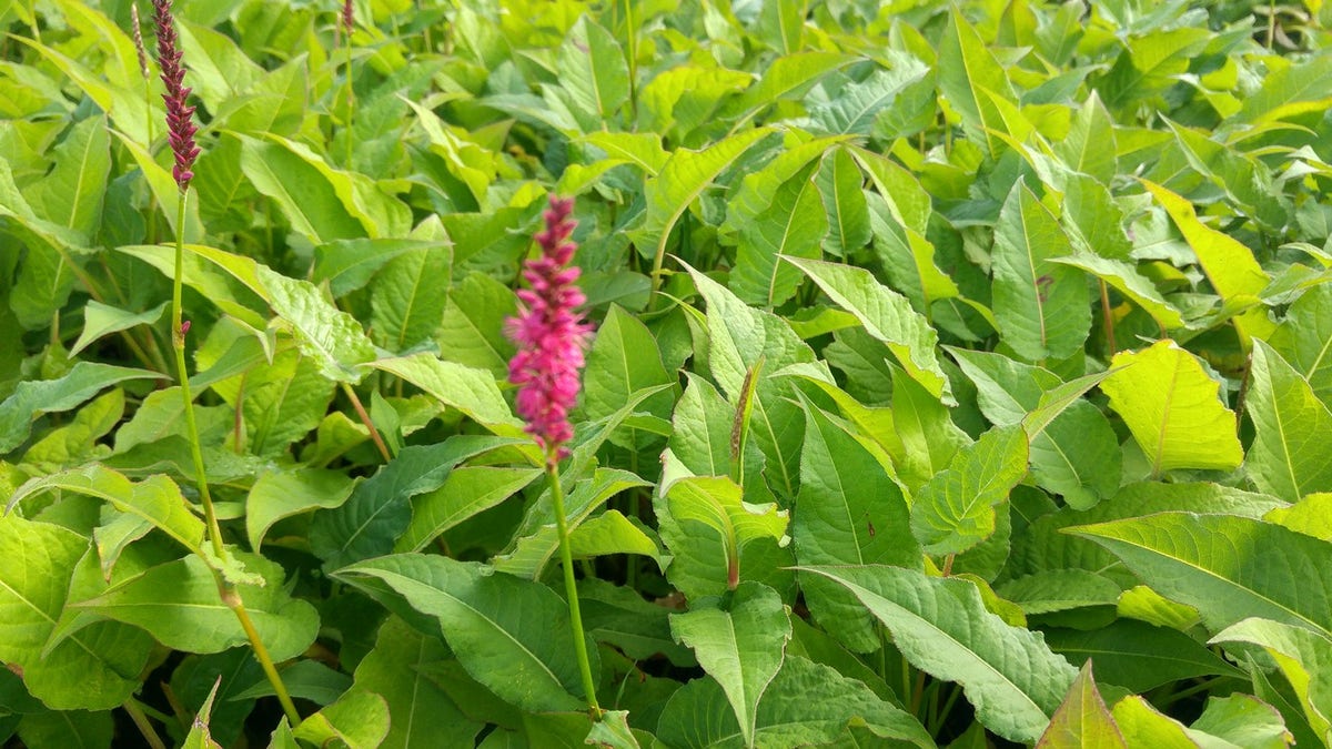 Duizendknoop (Persicaria amplexicaulis)