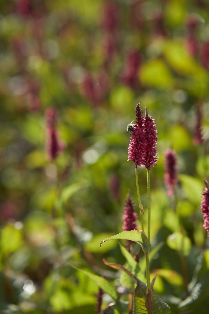 Duizendknoop (Persicaria amplexicaulis 'JS Calor')