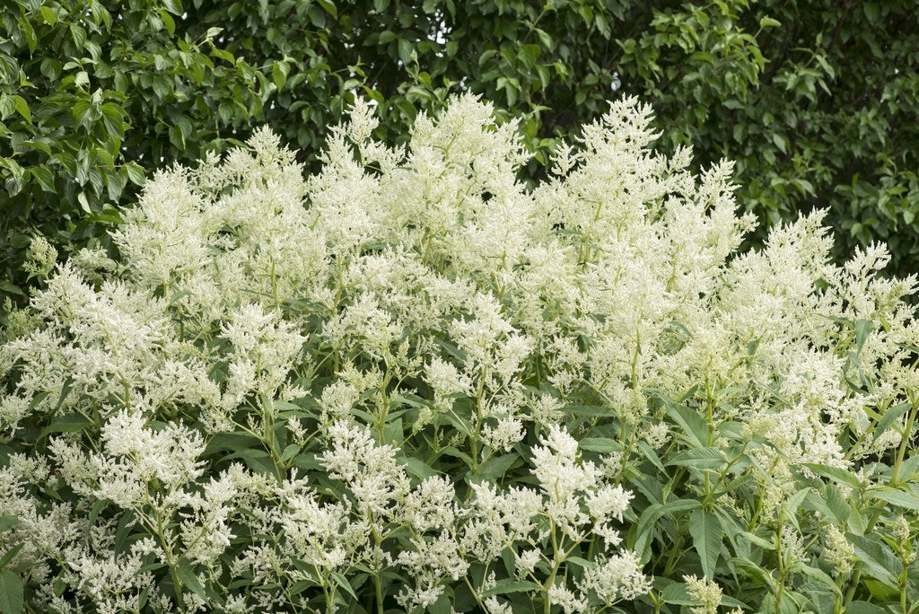 Duizendknoop (Persicaria polymorpha)