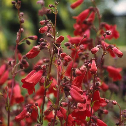 Schildpadbloem (Penstemon 'Schoenholzeri')