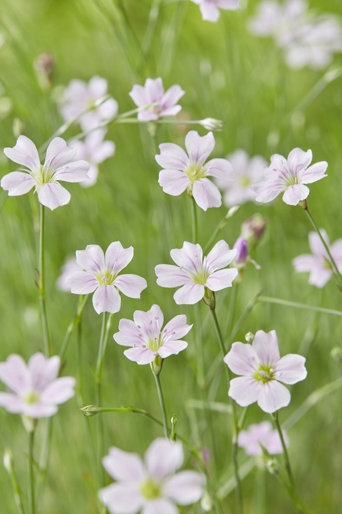 Mantelanjer (Petrorhagia saxifraga)