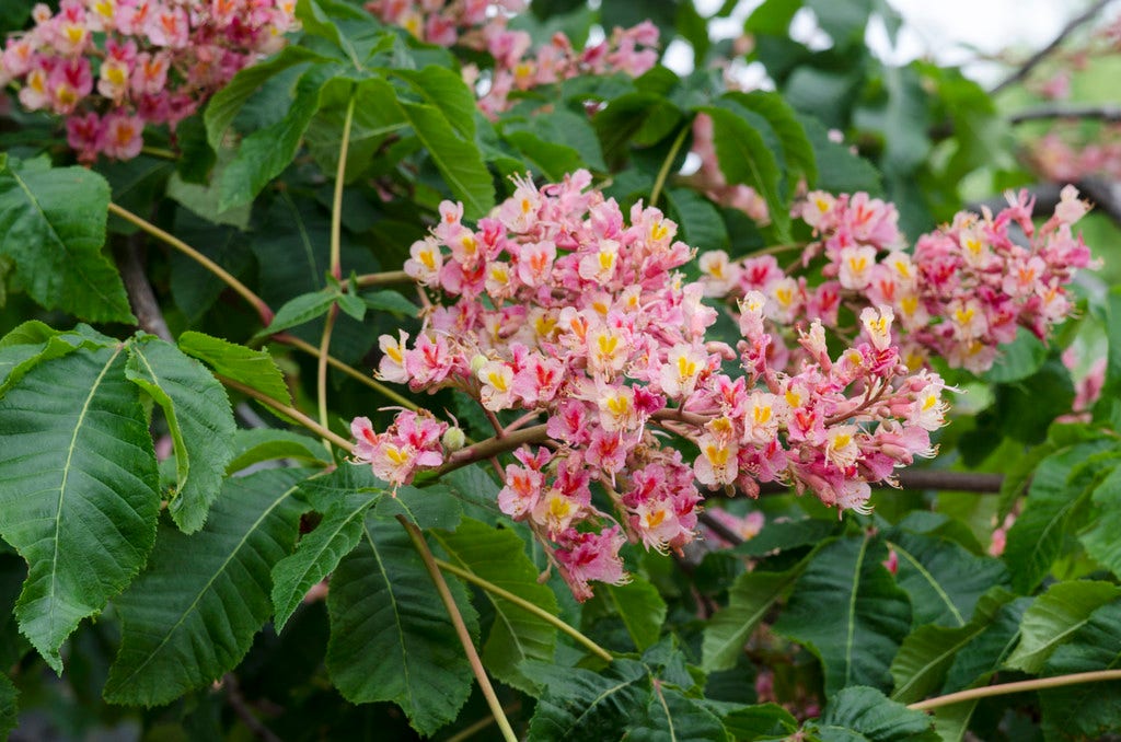 Rode Paardenkastanje als struik (Aesculus carnea 'Briotii')