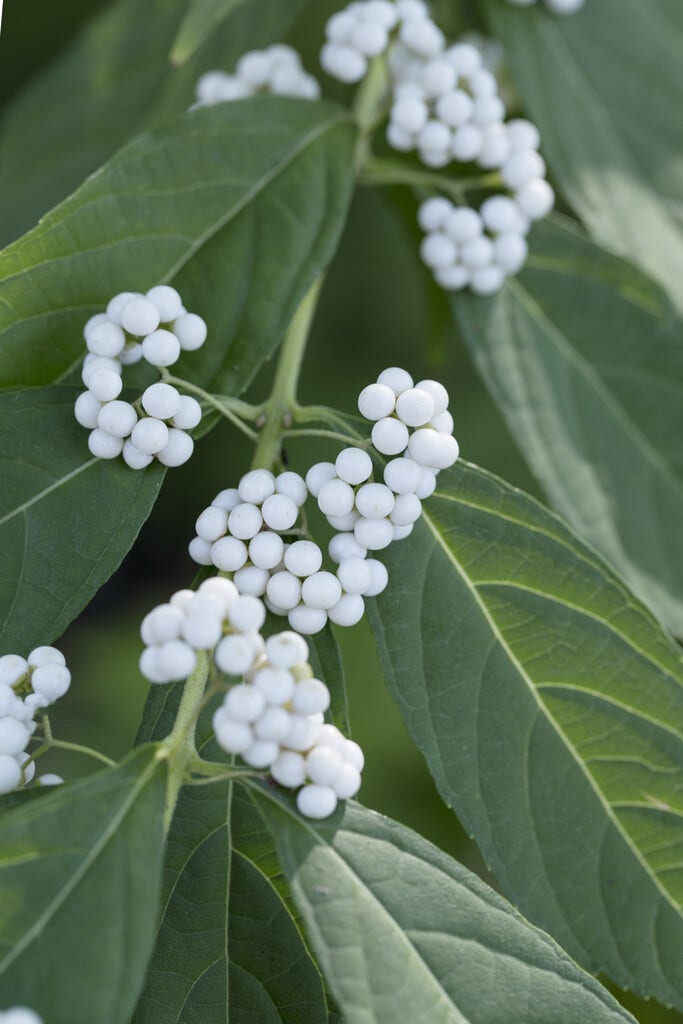 Japanse schoonvrucht (Callicarpa japonica 'Leucocarpa')