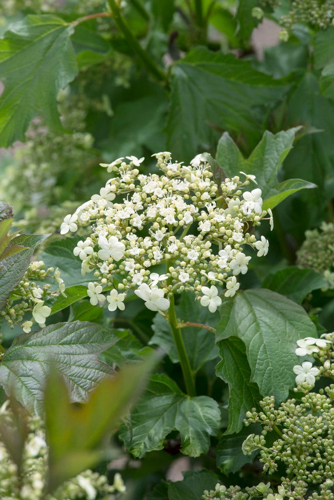 Gelderse roos (Viburnum opulus 'Compactum')