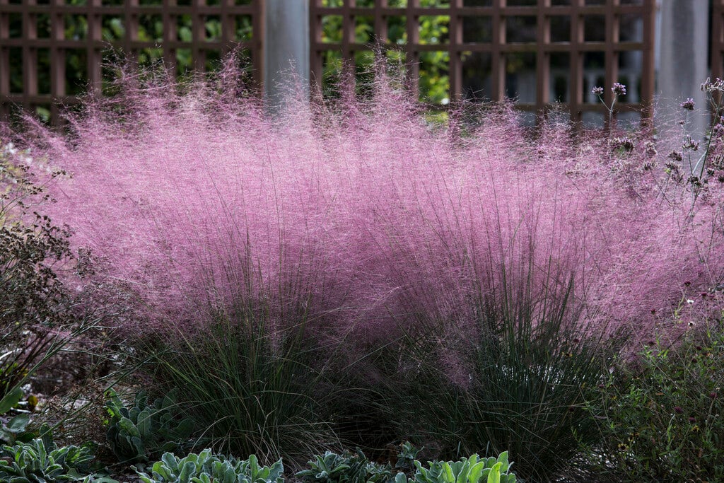 Muhlenbergia (Muhlenbergia capillaris)