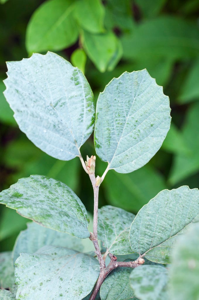 Flessenborstelstruik (Fothergilla intermedia 'Blue Shadow')