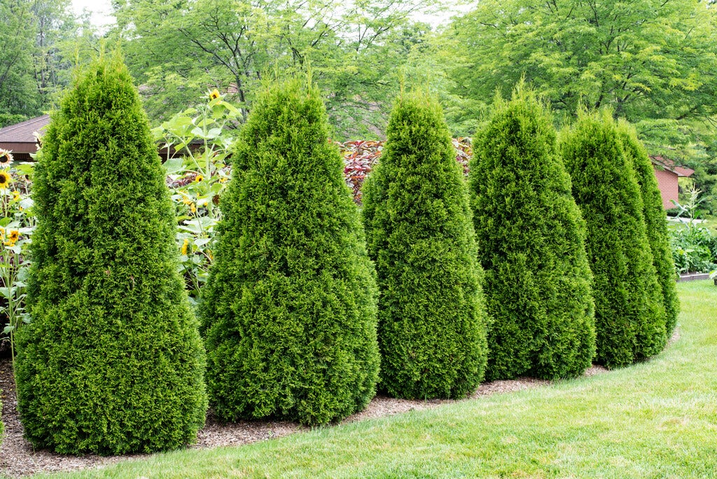 Thuja (Thuja occidentalis 'Pyramidalis Compacta')