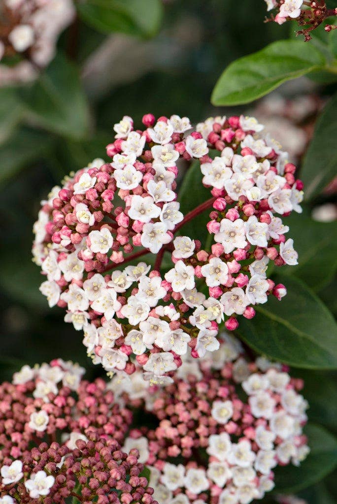 Groenblijvende sneeuwbal (Viburnum tinus 'Eve Price')