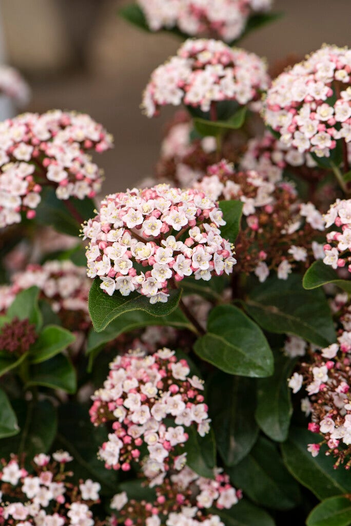 Sneeuwbal (Viburnum tinus 'Lisa Rose')