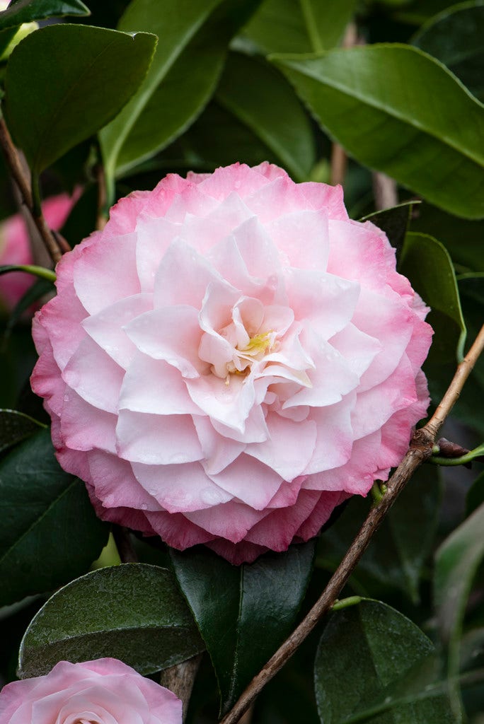 Camelia (Camellia japonica 'Nuccio's Pearl')