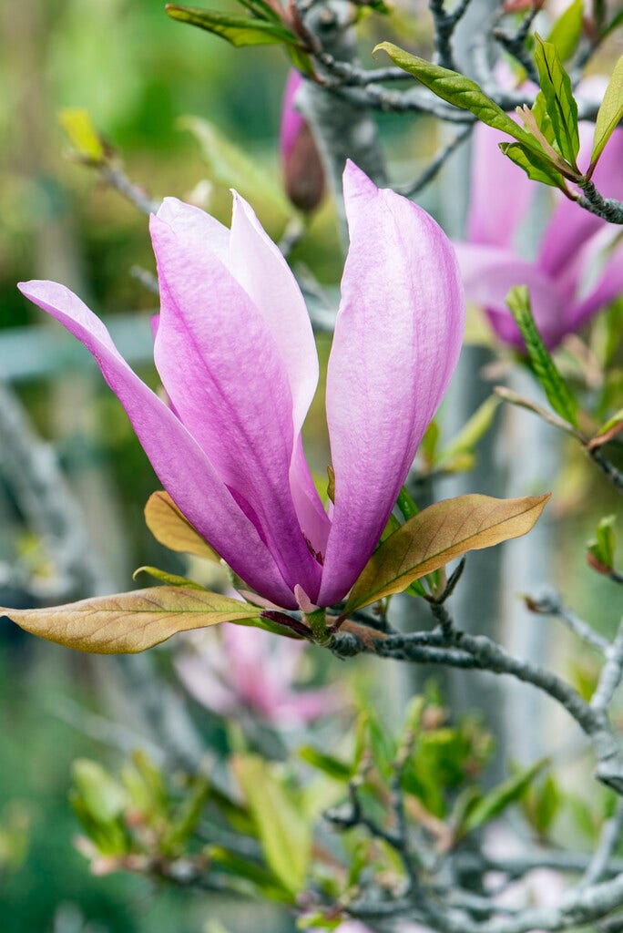 Meerstammige beverboom (Magnolia 'Susan')