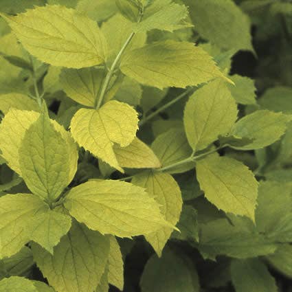 Boerenjasmijn (Philadelphus coronarius 'Aureus')