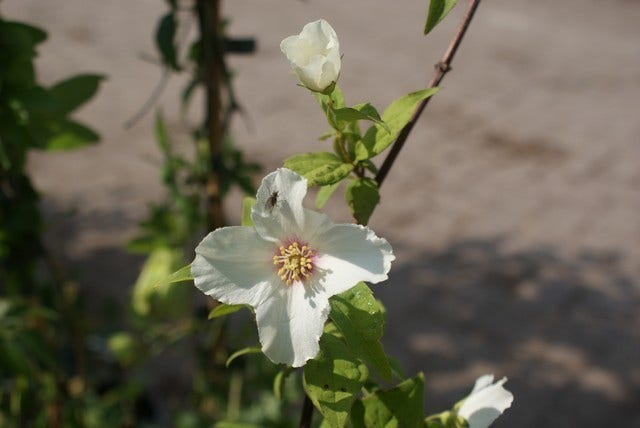 Boerenjasmijn (Philadelphus 'Belle Etoile')