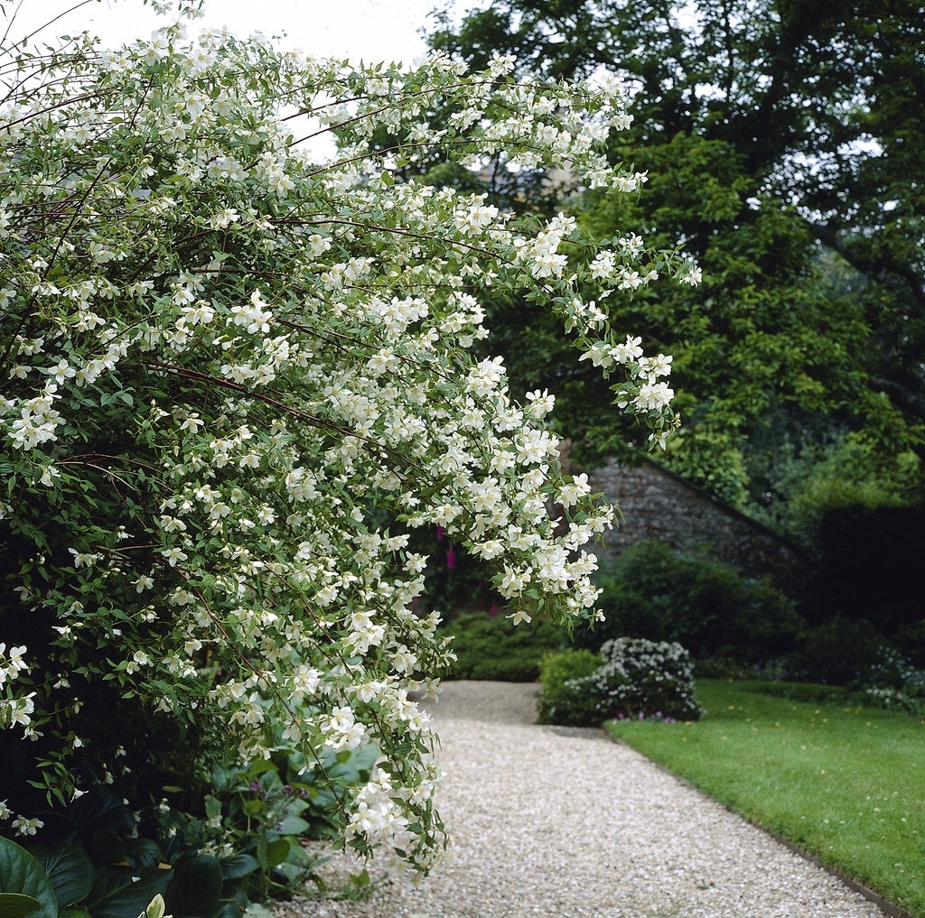 Boerenjasmijn (Philadelphus 'Lemoinei')