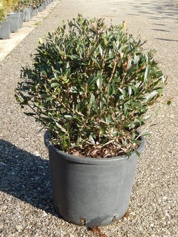 Steenlinde als bol (Phillyrea angustifolia)