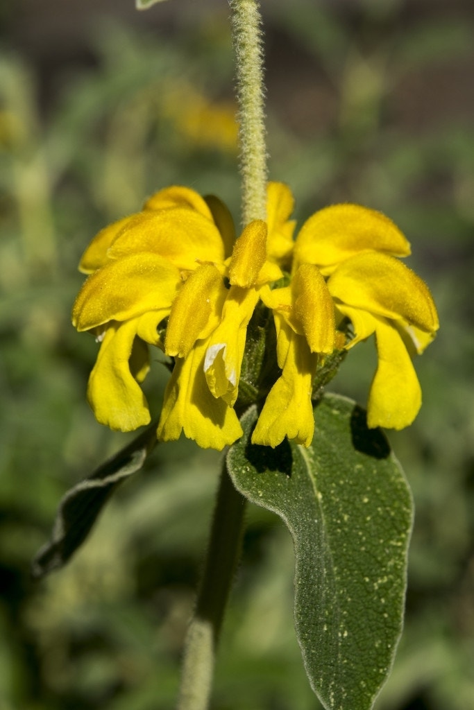 Viltkruid (Phlomis fruticosa)