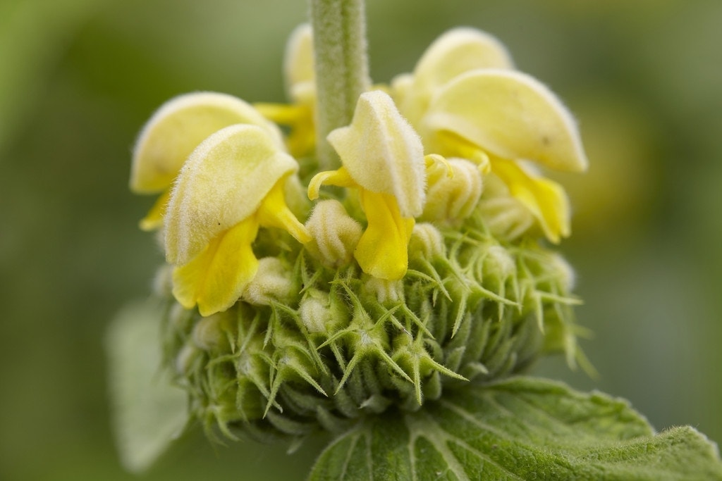 Viltkruid (Phlomis russeliana)