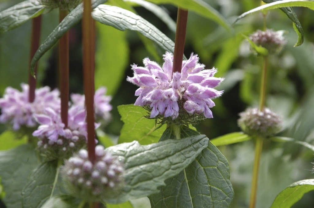 Brandkruid (Phlomis tuberosa 'Amazone')