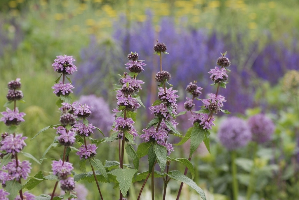 Viltkruid (Phlomis tuberosa)