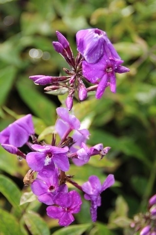 Vlambloem (Phlox 'Dusterlohe')