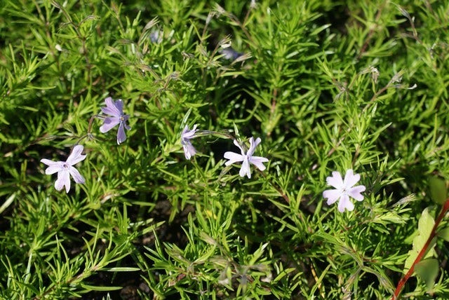 Kruipphlox (Phlox subulata 'Emerald Cushion Blue')