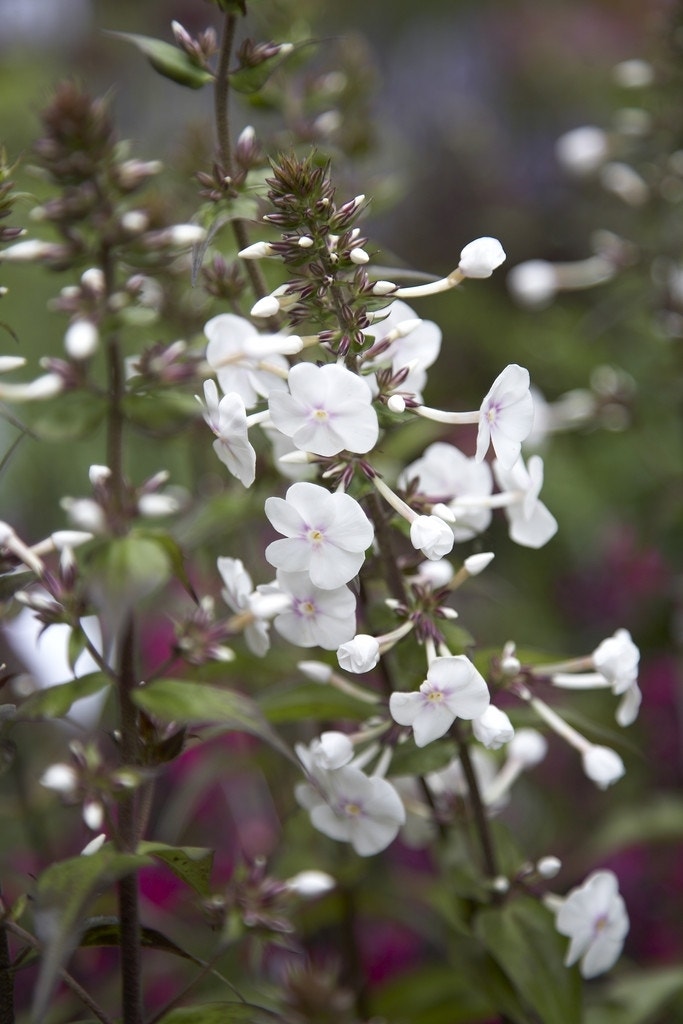 Vlambloem (Phlox maculata 'Omega')