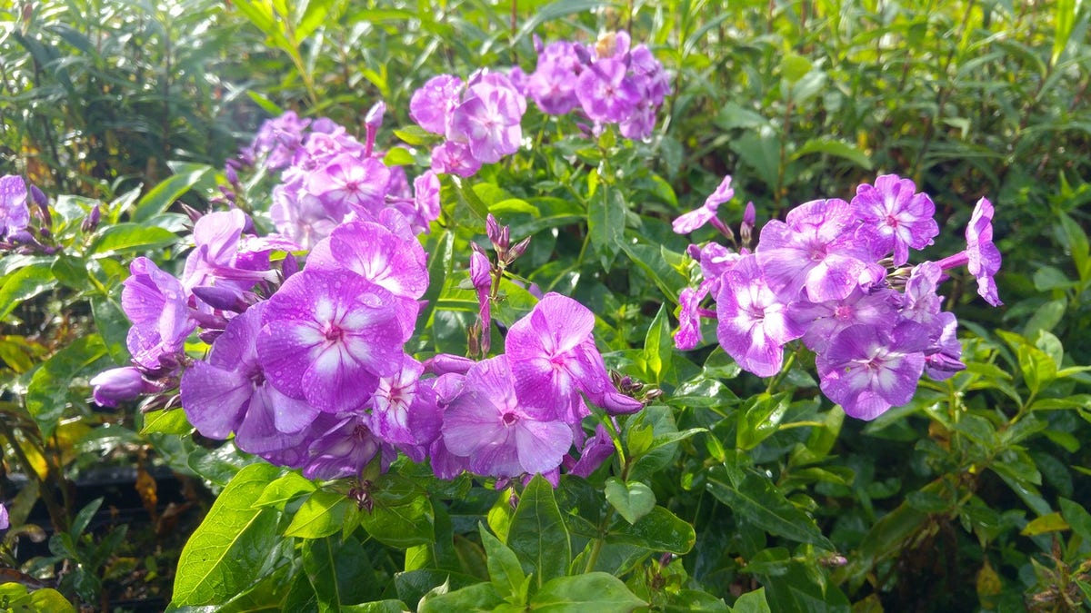 Vlambloem (Phlox paniculata 'Laura')