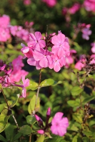 Vlambloem (Phlox paniculata 'Rijnstroom')