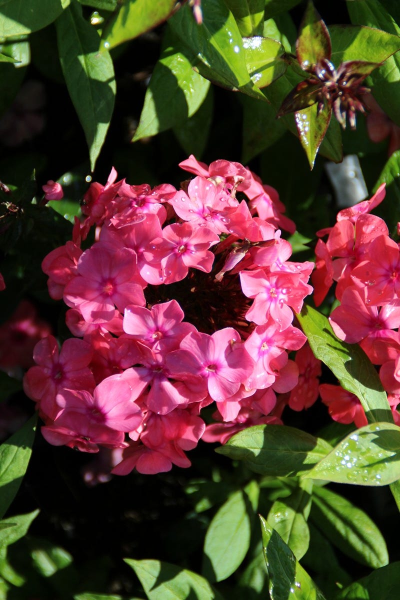 Vlambloem (Phlox 'Windsor')