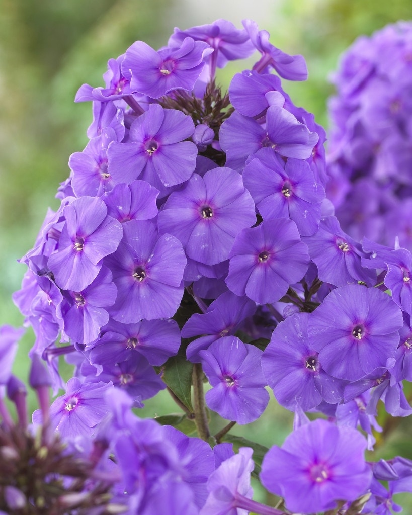 Vlambloem (Phlox paniculata 'Amethyst')