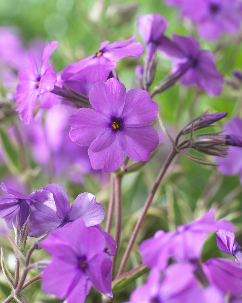 Vlambloem (Phlox procumbens 'Variegata')