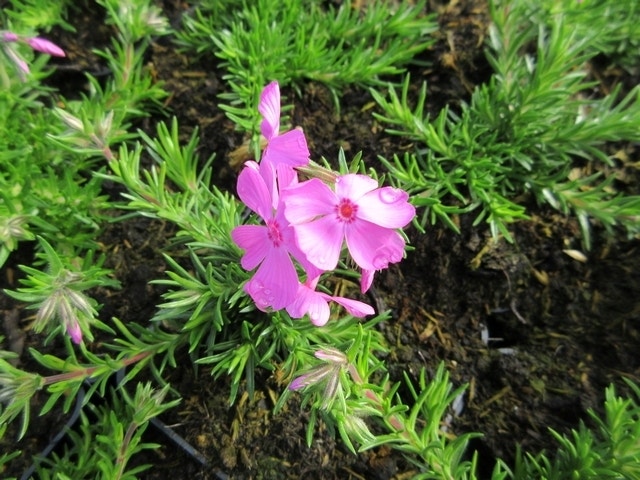 Kruipphlox (Phlox subulata 'MacDaniels Cushion')