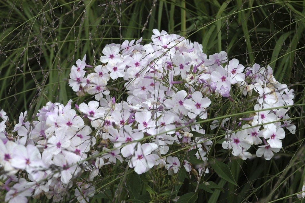 Kruipphlox (Phlox subulata 'Amazing Grace')