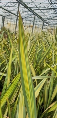 Nieuw Zeelands vlas (Phormium 'Apricot Queen')