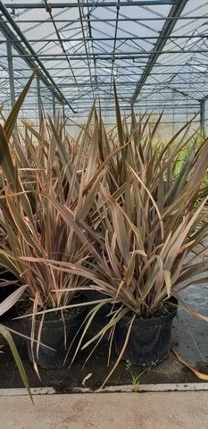 Nieuw-Zeelands vlas (Phormium 'Sundowner')