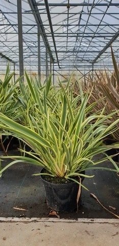 Nieuw-Zeelands vlas (Phormium 'Duet')