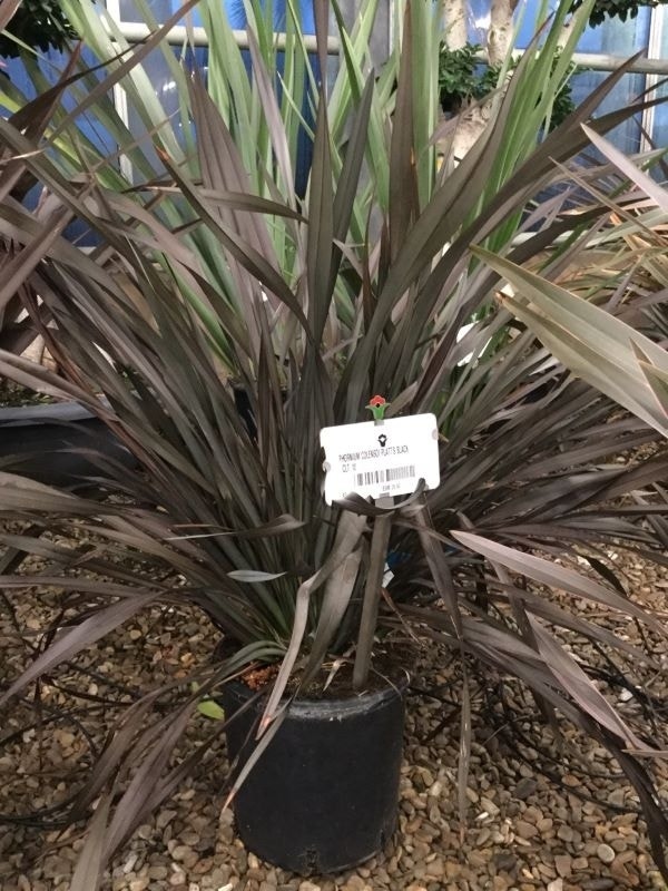 Nieuw Zeelands vlas  (Phormium colensoi 'Platt's Black')