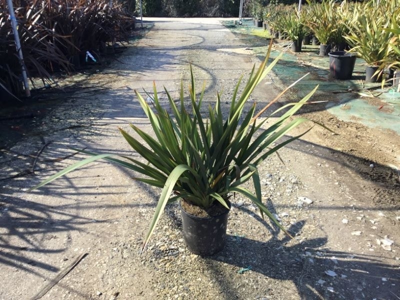 Nieuw Zeelands vlas  (Phormium tenax 'Golden Ray')