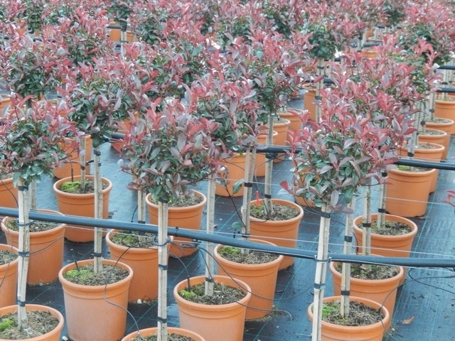 Glansmispel op stam (Photinia fraseri 'Carré rouge')