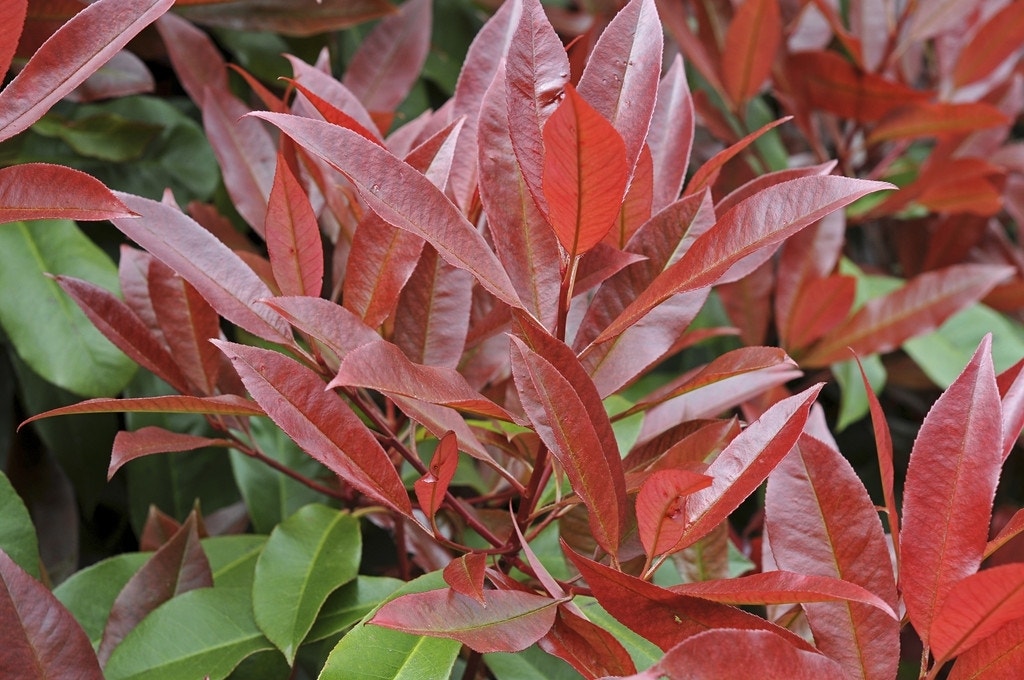 Glansmispel als boom (Photinia fraseri 'Red Robin')