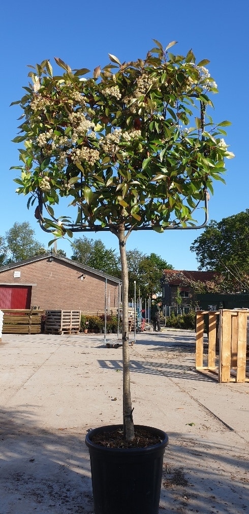 Glansmispel halfstam als leiboom (Photinia fraseri 'Red Robin')