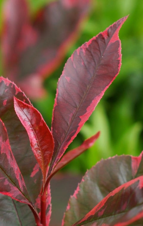 Glansmispel (Photinia fraseri 'Louise')